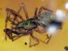 緬甸發現超古化石大蜘蛛，中的蚊子化石翻版