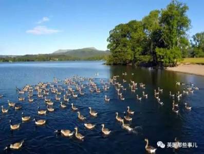 劍橋財務長想趕走處拉屎的鵝群！他想出了幾項「超級搞笑政策」但卻遭到一群學生的大反擊！