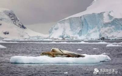 兩隻海豹「在浮冰上旁若無人的行房事」全被拍下！突然闖進一隻企鵝「瞬間超尷尬」太好笑啦～