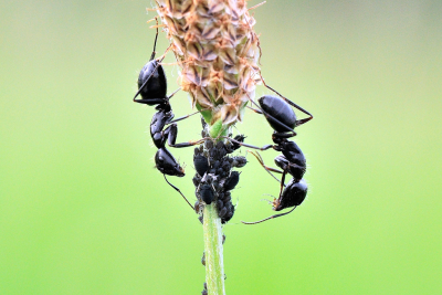 5種「外表看起來超可愛，卻擁有超恐怖獸性」的變態動物！ 4 海豚竟然喜歡殺人後在棄屍！？