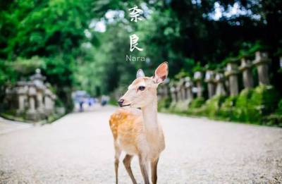 日本奈良的鹿匪究竟有多流氓？你餵了才知道！