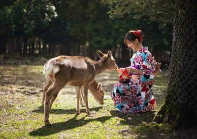 日本奈良的鹿匪究竟有多流氓？你餵了才知道！