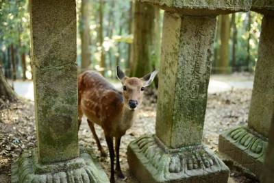 日本奈良的鹿匪究竟有多流氓？你餵了才知道！