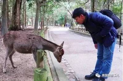 鞠躬個屁！奈良小鹿才是真正的大爺，你若是不給吃他可是會攻擊你，就連這一項舉動他也會對你做...