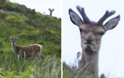 「竟然拍人家的醜照！」動物們抱怨道