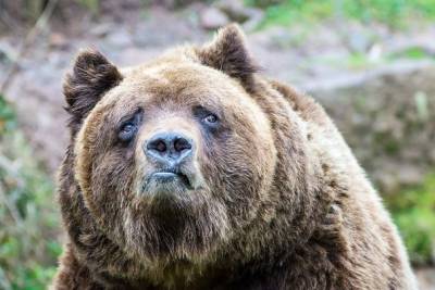 「竟然拍人家的醜照！」動物們抱怨道