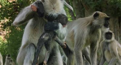 BBC又出神片：動物紛紛表示，再也不相信人類了！