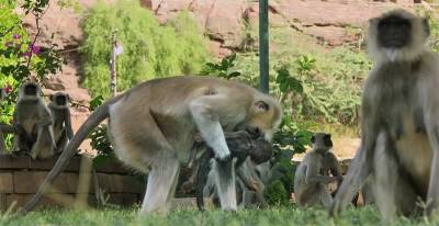 BBC又出神片：動物紛紛表示，再也不相信人類了！