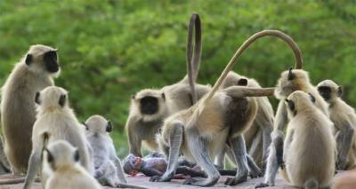 BBC又出神片：動物紛紛表示，再也不相信人類了！