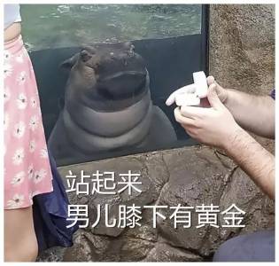 一哥們在動物園向自己女朋友求婚，一切非常順利，只是突然旁邊出現了一雙幽怨的眼睛...