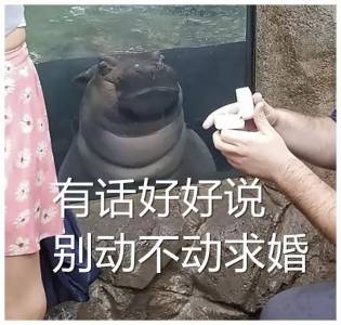 一哥們在動物園向自己女朋友求婚，一切非常順利，只是突然旁邊出現了一雙幽怨的眼睛...