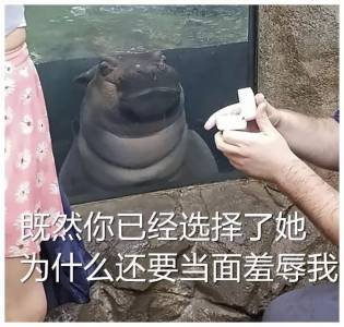 一哥們在動物園向自己女朋友求婚，一切非常順利，只是突然旁邊出現了一雙幽怨的眼睛...