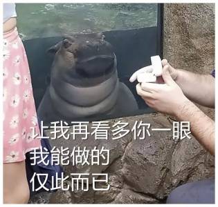 一哥們在動物園向自己女朋友求婚，一切非常順利，只是突然旁邊出現了一雙幽怨的眼睛...