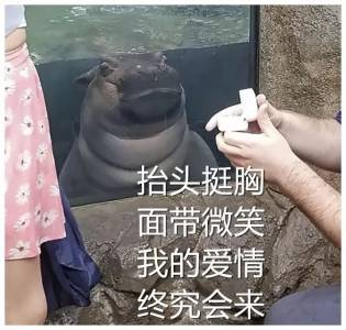 一哥們在動物園向自己女朋友求婚，一切非常順利，只是突然旁邊出現了一雙幽怨的眼睛...