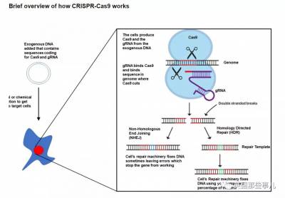 給身體植入芯片不夠，還要編輯自己DNA 這幫生物黑客，膽很大