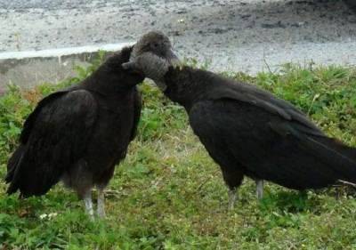 8種「一夫一妻」的動物，相比之下人類顯得很渣！