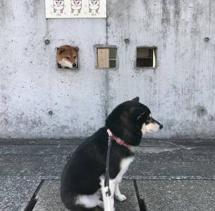 日本這三隻愛鑽孔的小柴犬，活生生萌出了一道亮麗風景線...