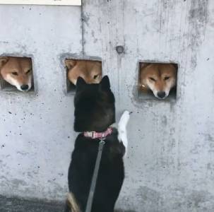 日本這三隻愛鑽孔的小柴犬，活生生萌出了一道亮麗風景線...