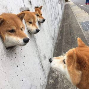 日本這三隻愛鑽孔的小柴犬，活生生萌出了一道亮麗風景線...