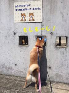 日本這三隻愛鑽孔的小柴犬，活生生萌出了一道亮麗風景線...