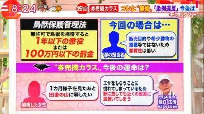 日本一隻烏鴉火了，因為它「偷乘客的卡買車票」！