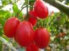 科學解析西紅柿 番茄 增強生育