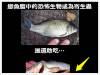 鯽魚腹中的恐怖生物或為寄生蟲