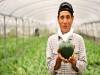 日本農民培育出心形西瓜
